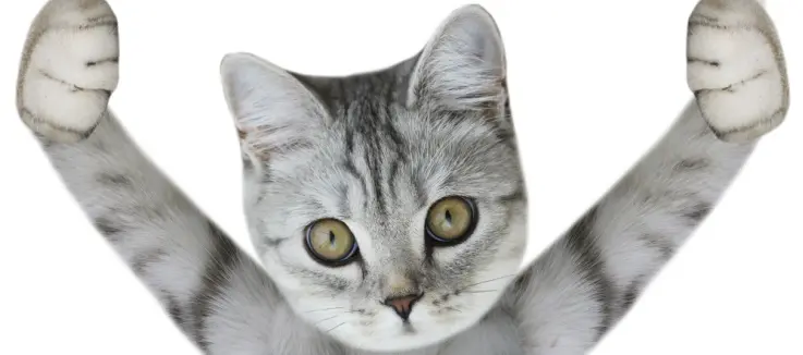 a cat holding his paws up in a thumbs up position  