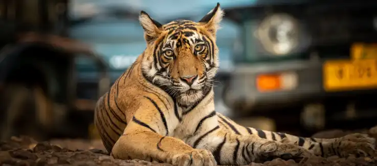 tiger 